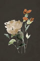 Image Not Available